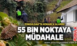 Zonguldak’ta kokarca alarmı! 55 bin noktaya müdahale