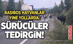 Başıboş hayvanlar yine yollarda: Sürücüler tedirgin!