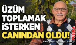 Üzüm toplamak isterken canından oldu!