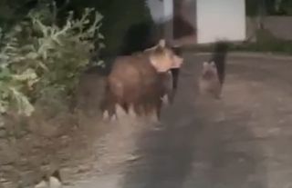 Kış uykusuna yatamayan anne ayı ve yavruları görüntülendi