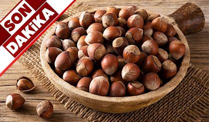Zonguldak’ta fındık işçilerinin yevmiyesi açıklandı