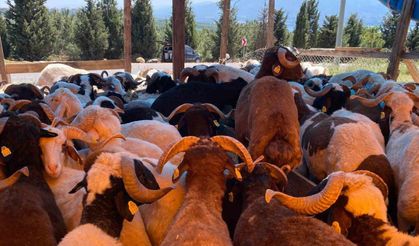 Kurbanlıklar görücüye çıkmaya başladı