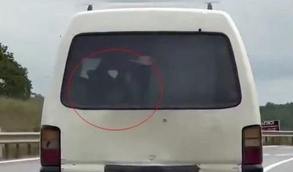 Panelvanın arkasında buzağı taşıdı