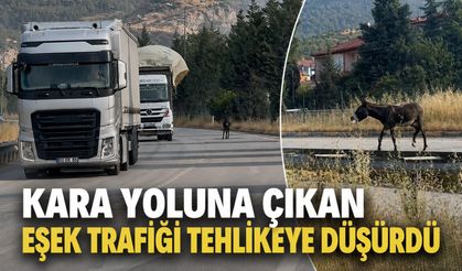 Kara yoluna çıkan eşek trafiği tehlikeye düşürdü