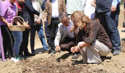 7 dekarlık alana 500 kilo safran soğanı dikildi