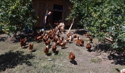 Dükkanını kapattı, köyünde hobi olarak başladığı tavukçulukta müşterilere yetişemiyor