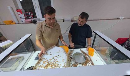 Fındık alımı başladı, araçlar kapı önünde kuyruk oldu