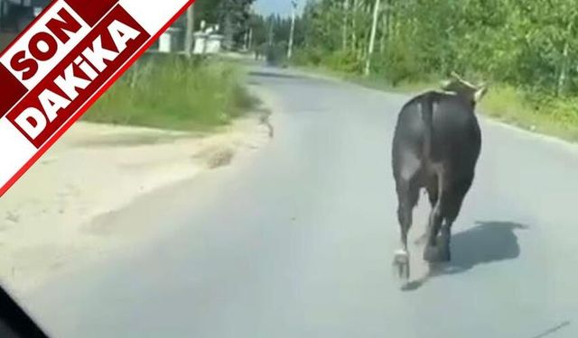 Kurbanlık dana firarda: Her yerde aranıyor