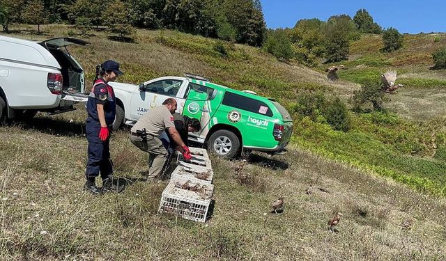 Kene ile savaş için doğaya sülün salındı
