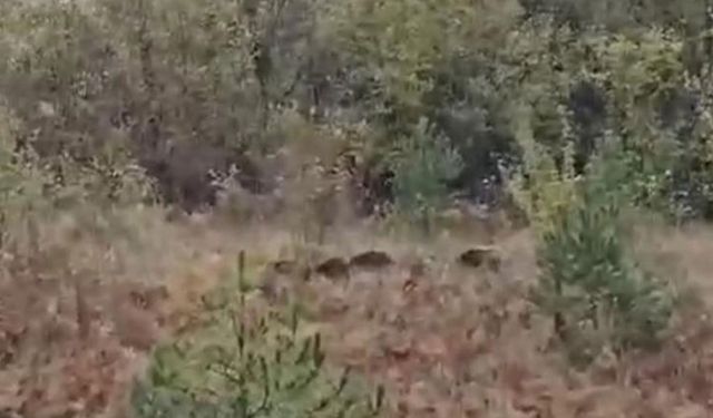 Domuz sürüsü fırtınadan böyle kaçtı