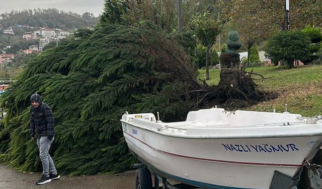 Fırtına, ağaçları kökünden söktü