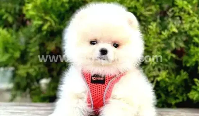 Pomeranian Boo Özellikleri Nelerdir?