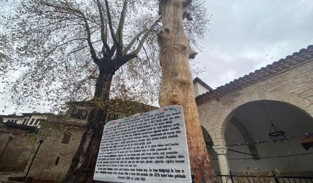 350 yıllık ağaç, heykel oldu