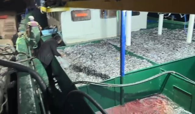 Fırtınanın ardından denize açılan balıkçılar kasalar dolusu hamsiyle döndü