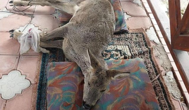 Sokak köpekleri tarafından saldırıya uğrayan karaca tedavi altında