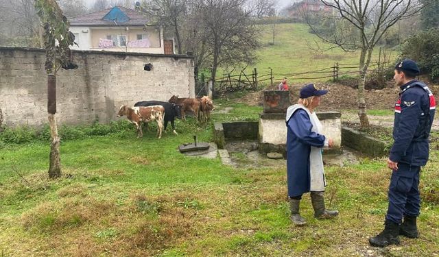 4 gün önce kaybolan büyükbaş hayvanlarını jandarmadan teslim aldı