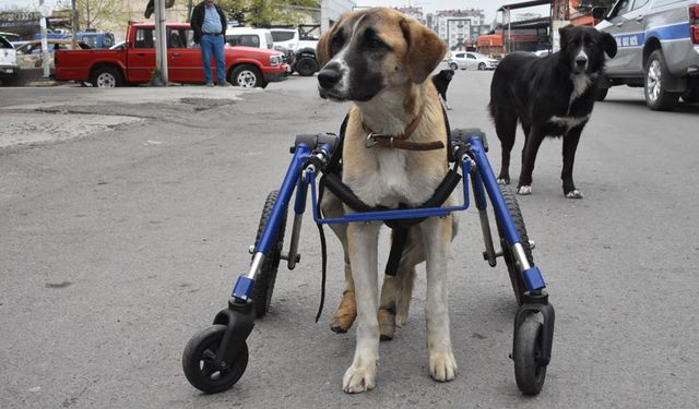 Omurgası kırılan köpeğine 4 tekerlekli yürüteç yaptı