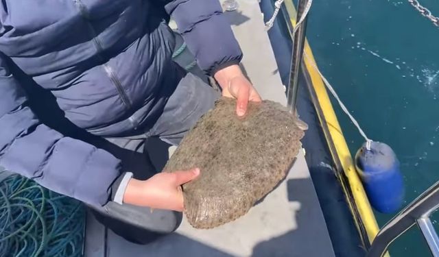 Yasağa rağmen ‘kalkan’ avlayan balıkçıların ağlarına el konuldu, balıklar suya salındı