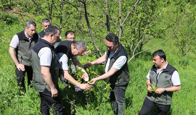 Kestaneyi kurtarma mücadelesi; üretilen böcekler tek tek dallara bırakıldı