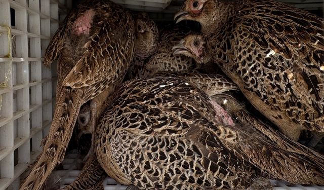 Kahverengi kokarca ile mücadele için doğaya 800 sülün salındı