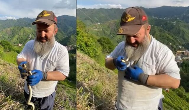 Tuttuğu yılanı önce anlattı, sonra kolye gibi boynuna doladı