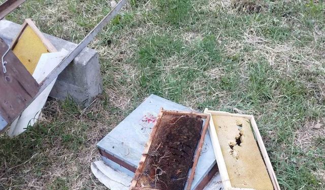 Ayı, 6 arı kovanını parçaladı