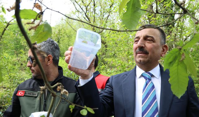 76 bin böcek, gal arısı zararlısına karşı doğaya bırakıldı
