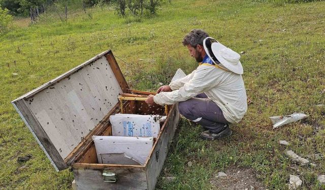 Ayı, bal kovanlarını parçaladı