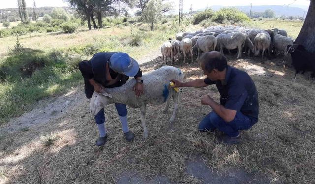 Başıboş köpekler sürüye saldırdı: Köpeklerle bizim başımız belada