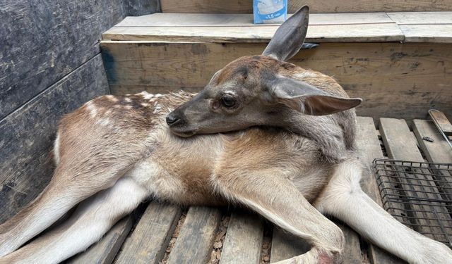 Ormanlık alanda bulunan yaralı geyik tedavi altına alındı