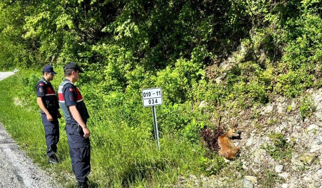 Yaralı halde bulunan karacalar tedavi altına alındı