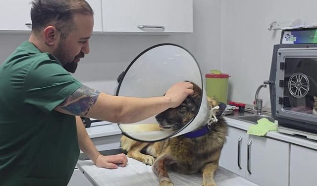 Havladığı için 4 kurşunla vurulan köpek hayata tutundu: Adını 'Kurşun' koydular