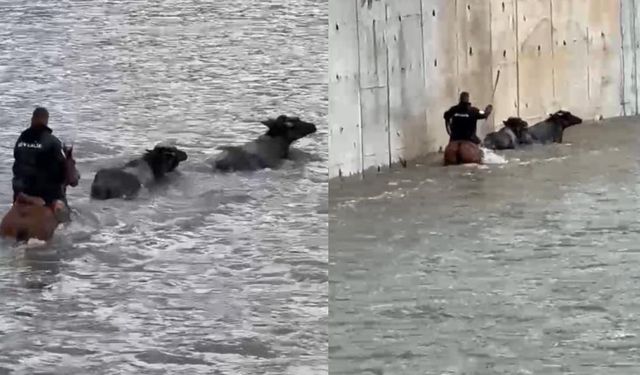 Yükselen suda mahsur kalan mandaları atıyla kurtardı