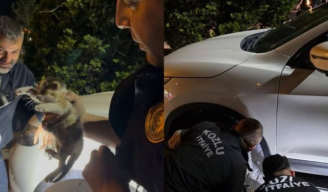 Motor kısmına sıkışan yavru kediyi itfaiye ekipleri kurtardı