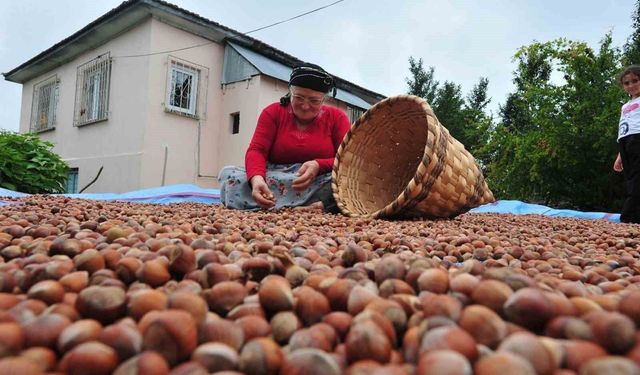 AB ülkelerine 5 bin 291 ton fındık ihraç edildi