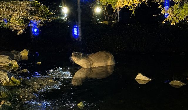 Gece saatlerinde göl kıyısında su samuru görüntülendi