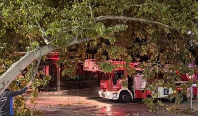 Tramvay hattına düşen dal seferleri aksattı