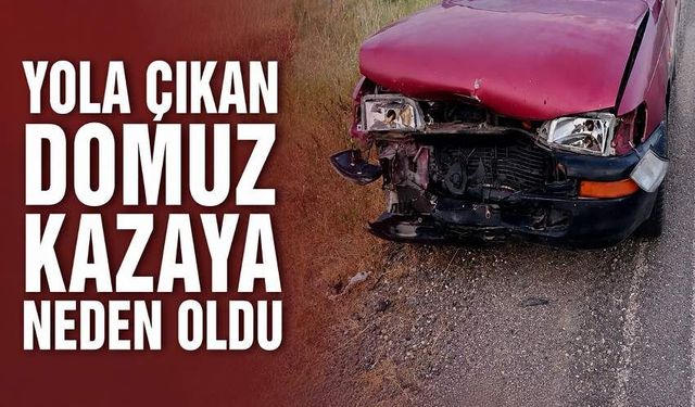 Yola çıkan domuz kazaya neden oldu