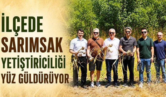 İlçede sarımsak yetiştiriciliği yüz güldürüyor