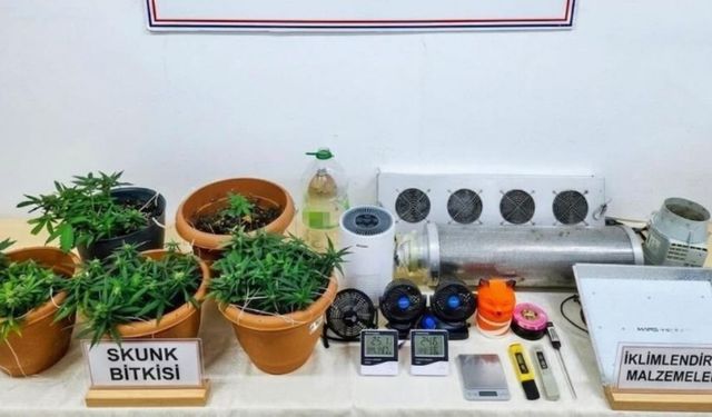 Uy*şturucu operasyonu: Skunk serası ortaya çıkarıldı