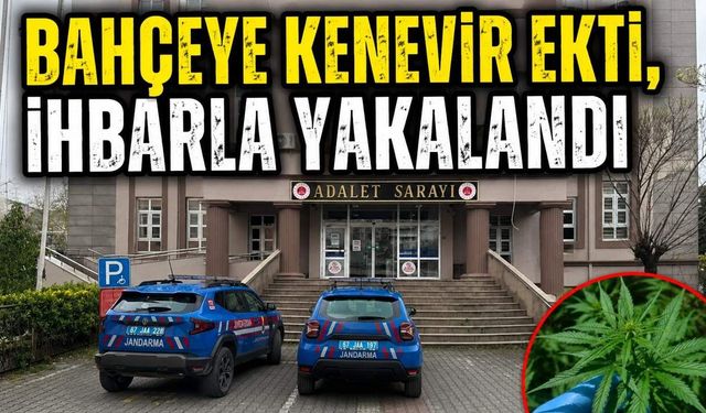 Bahçeye kenevir ekti, ihbarla yakalandı
