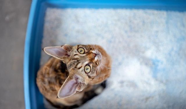 Kedinizin Konforunu Artıran Kedi Kumu Seçimi
