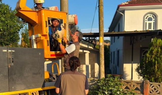 Elektrik direğindeki yuvada sahipsiz kalan yavru leyleklere şefkat eli