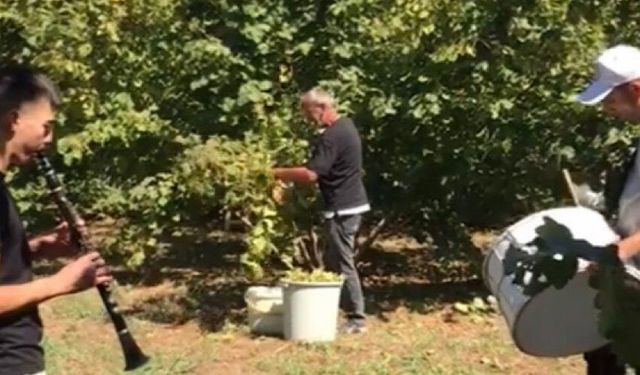 Fındık sezonunu davul ve zurnayla açtılar
