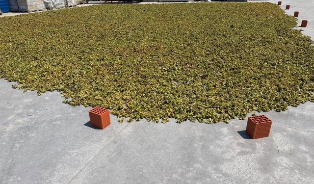 Zonguldak'ta fındık harmana indi