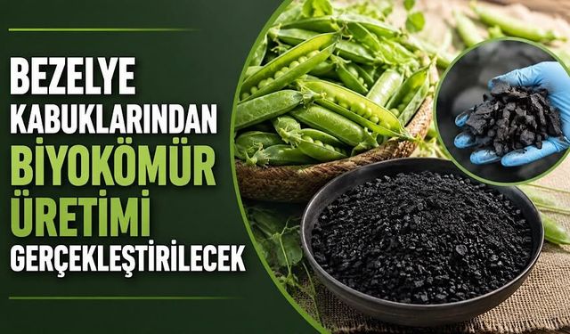 Bezelye kabuklarından biyokömür üretimi gerçekleştirilecek