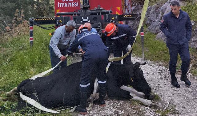 50 metrelik uçuruma düşen inek vinçle kurtarıldı