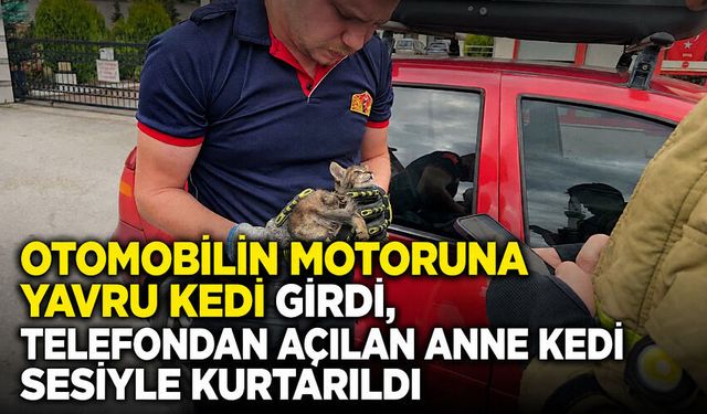 Otomobilin motoruna yavru kedi girdi, telefondan açılan anne kedi sesiyle kurtarıldı