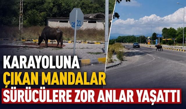 Karayoluna çıkan mandalar sürücülere zor anlar yaşattı