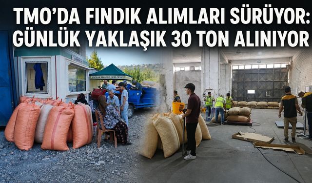 TMO’da fındık alımları sürüyor: Günlük yaklaşık 30 ton alınıyor